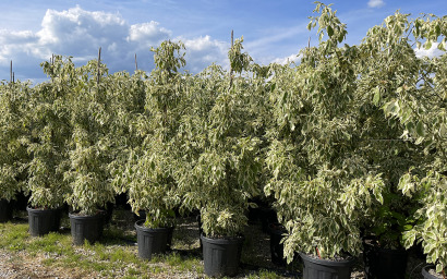 CORNUS CONTROVERSA VARIEGATA